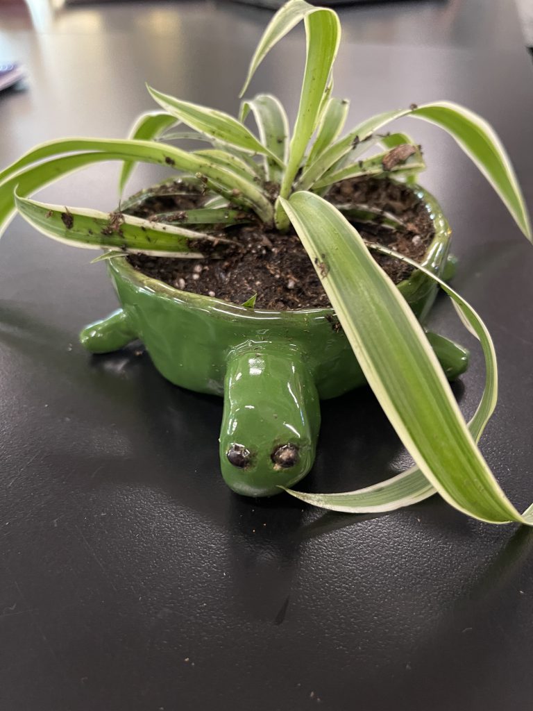 Turtle planter with plant in it