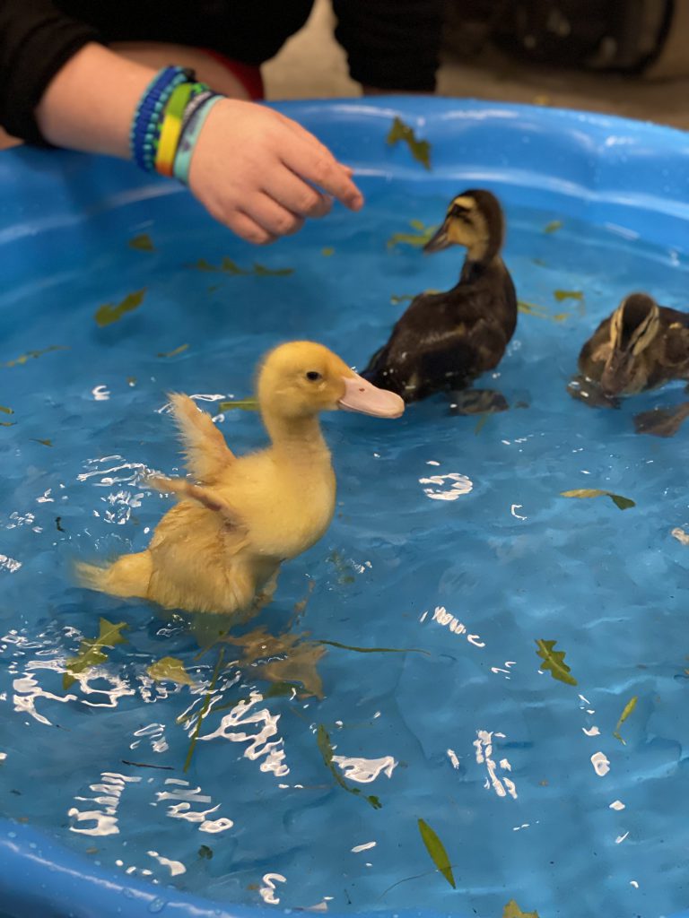 Ducklings in a pool