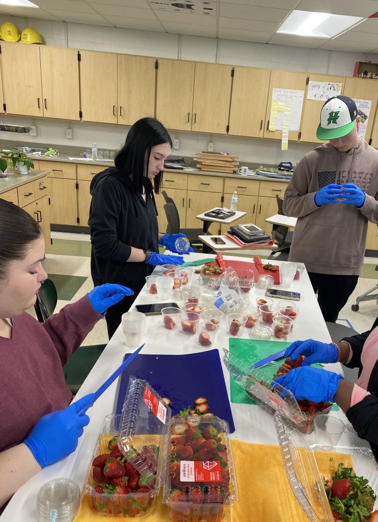 High school agriculture students preparing strawberry snacks