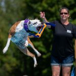 Hollie Wolanski in the background throwing an item that her dog is jumping and catching in the foreground